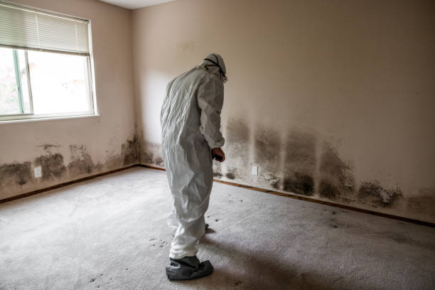 Best Residential Mold Remediation in Meggett, SC