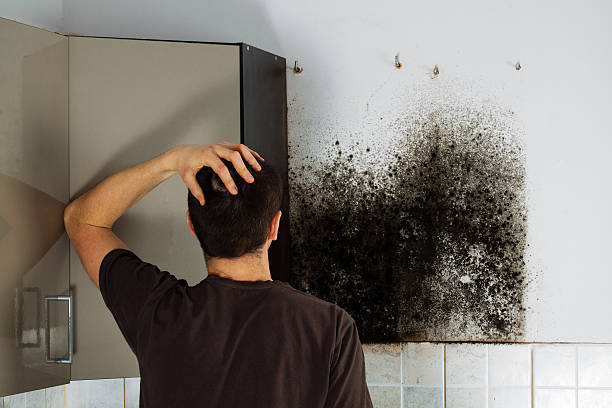 Best Emergency Mold Remediation in Meggett, SC
