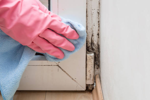 Best Preventive Mold Services in Meggett, SC