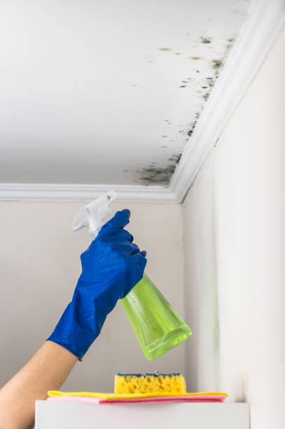 Best White Mold Remediation in Meggett, SC